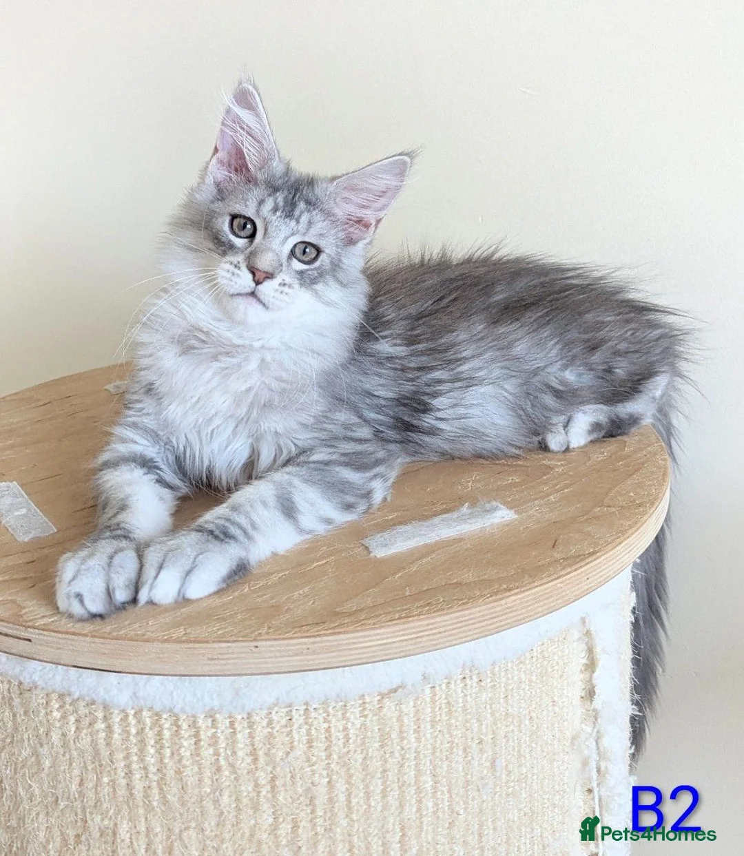 Maine Coon cats for sale: Registered Maine Coon Kittens - Advert 2