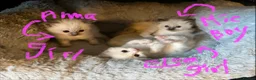 Ragdoll cats for sale: Pure ragdoll GCCF mom’s kittens for sale - Advert 18