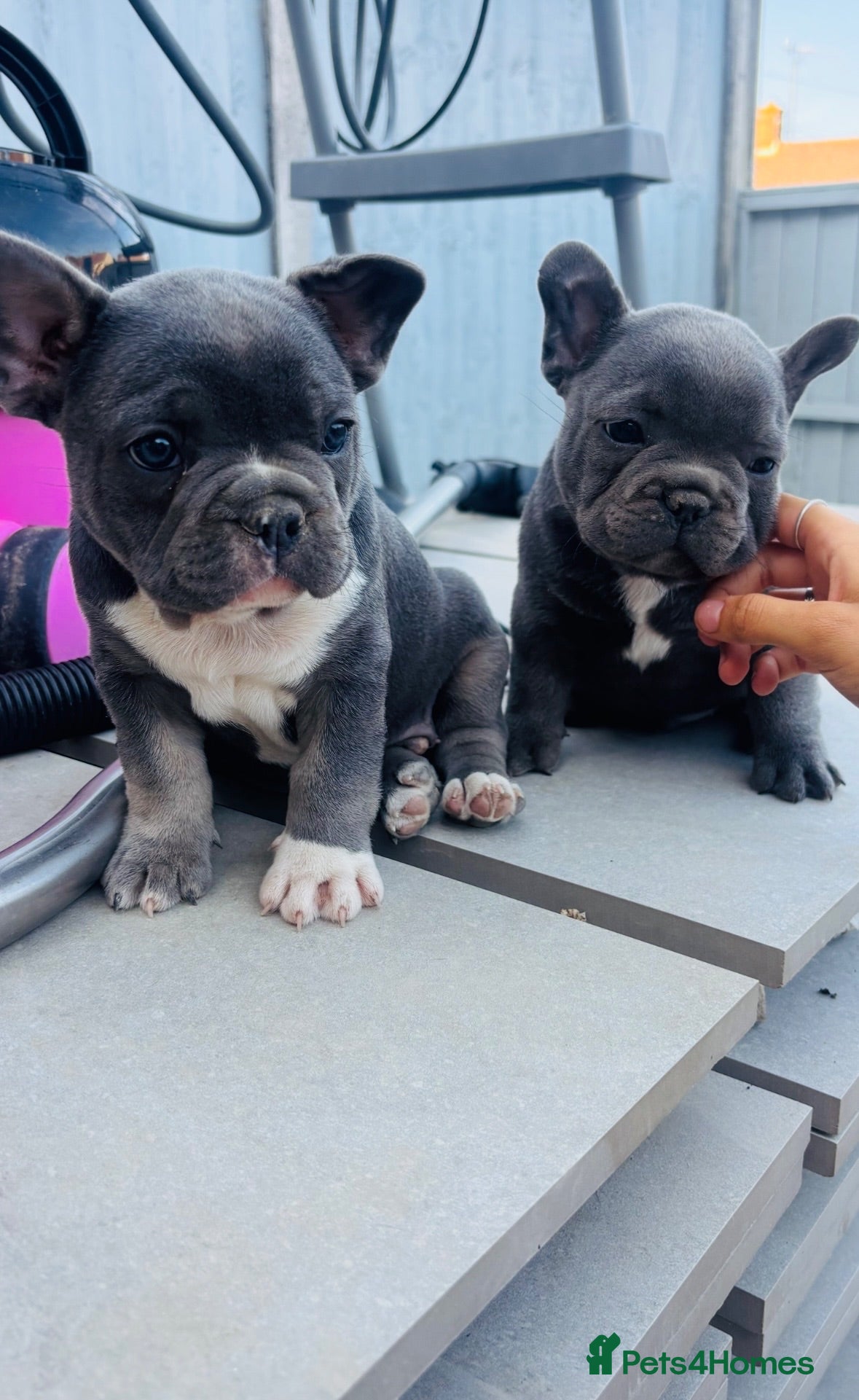 French Bulldog dogs 💙💙 2 quality beautiful blue boys 💙💙 - Advert 3