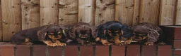 Cocker Spaniel dogs for sale: Superb working cocker spaniels liver and tan males - Advert 6