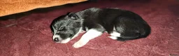 Border Collie dogs for sale: Beautiful Border Collie Puppies - Advert 26