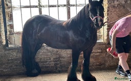 Other Breed horses for sale: Dolly cob x friesian (deposit paid) - Image 6