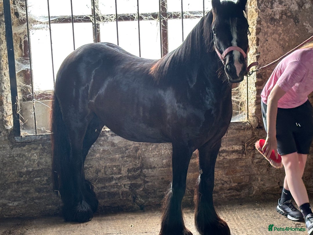 Other Breed horses for sale: Dolly cob x friesian (deposit paid) - Image 6