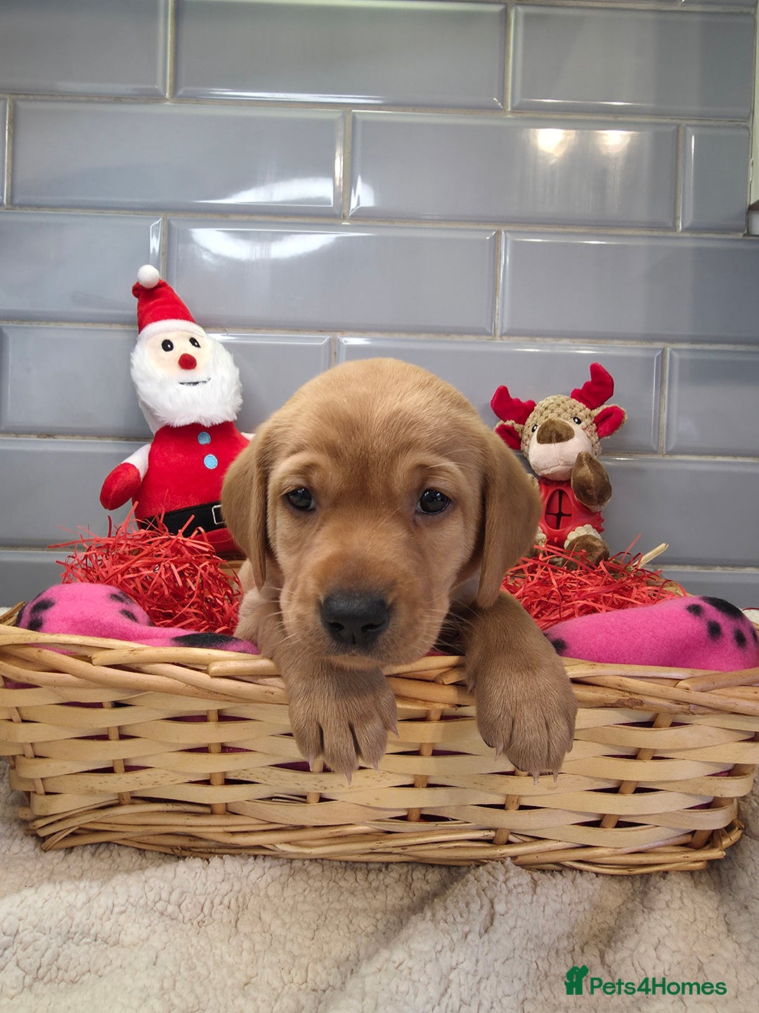 Labrador Retriever dogs for sale: Stunning Fox Red Labrador - Available 9th Jan - Advert 12