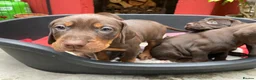 Mixed Breed dogs for sale: BEAUTIFUL LABRADOR X GWP X VIZSLA PUPPIES FOR SALE - Advert 8