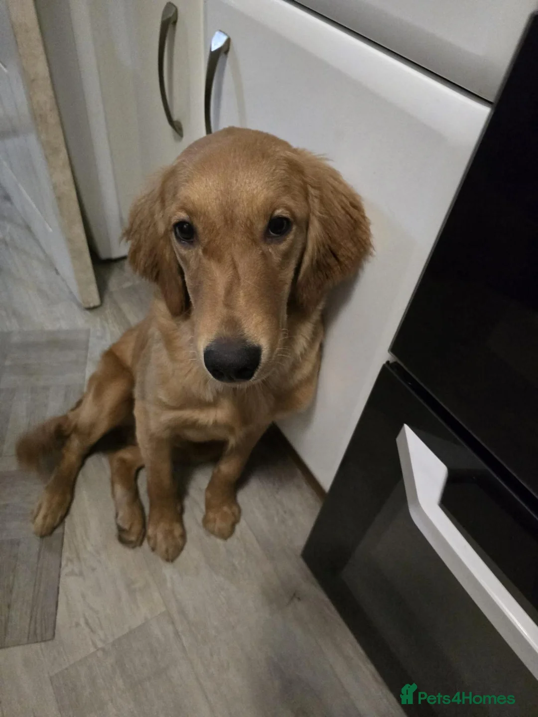 Golden Retriever dogs for stud: Red Fox Golden Retriever Stud in Merthyr Tydfil - Advert 3