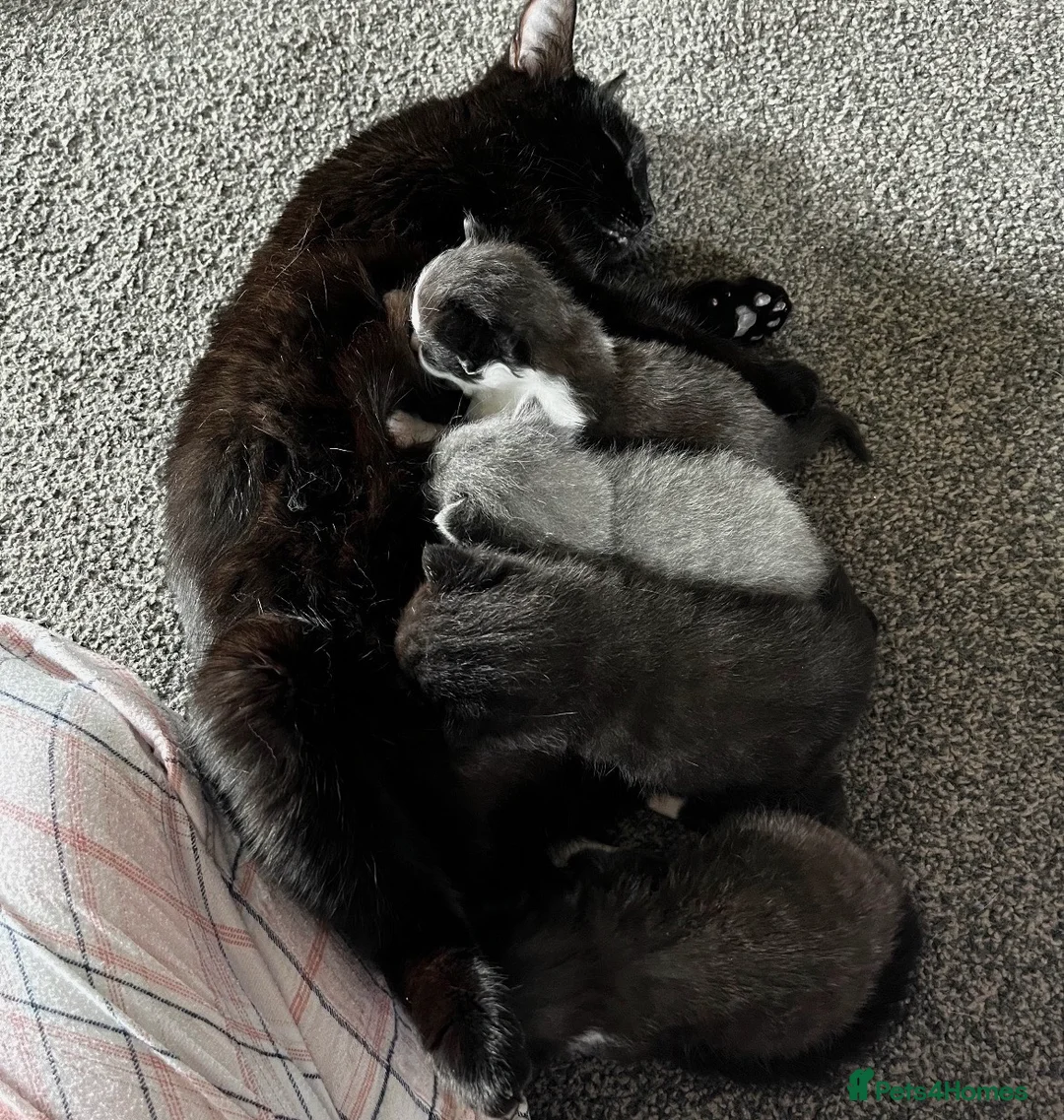 Mixed Breed cats for sale: Adorable Kittens  in Cumnock - Advert 1