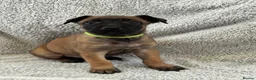 Mixed Breed dogs for sale: Dutch Herder X F1 Bull Herder puppies - Advert 11