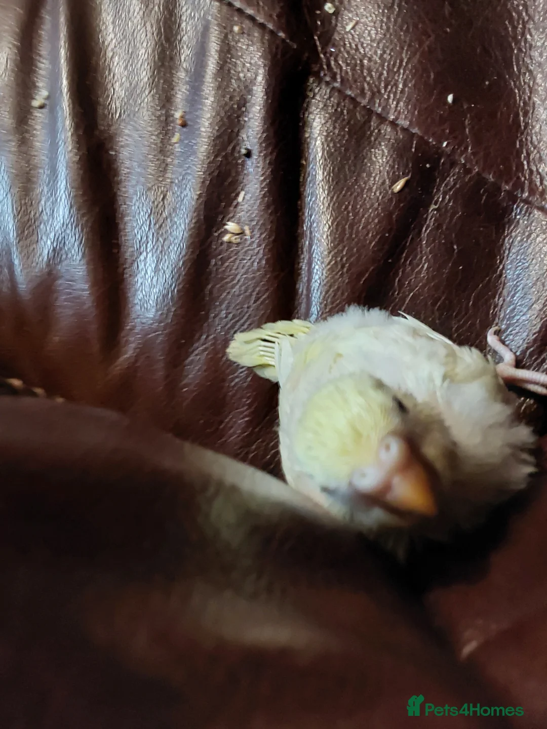 Budgerigars birds for sale: Baby Budgies 3 weeks old ready in 3 weeks. - Advert 4