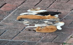 British Longhair cats for sale: 2males /2 famles - Image 10