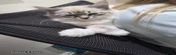 Siberian cats for sale: Gorgeous Neva Masquerade Baby Boy - Advert 8
