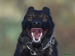 Mixed Breed dogs Bullherders top working lines - Advert 7