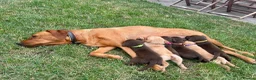 Labrador Retriever dogs for sale: KC Registered Labrador Puppies - Advert 4