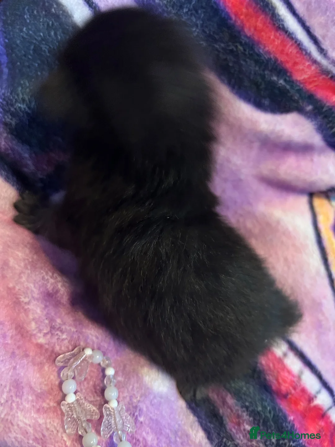 Mixed Breed cats for sale: New born kittens in Leeds - Advert 2