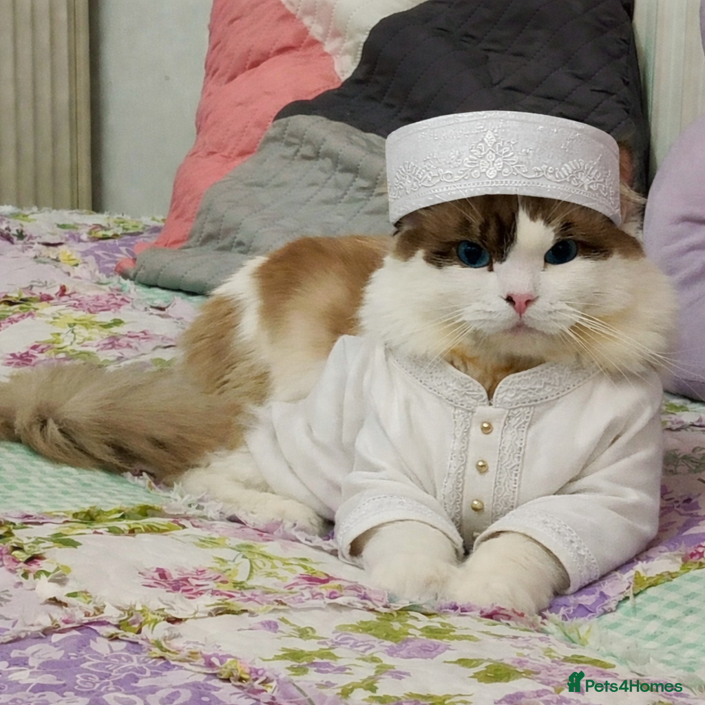 Ragdoll cats Ragdoll for Stud - Advert 16