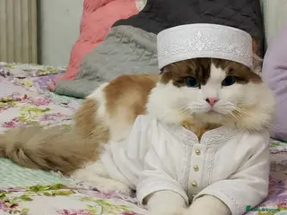 Ragdoll cats Ragdoll for Stud - Advert 16