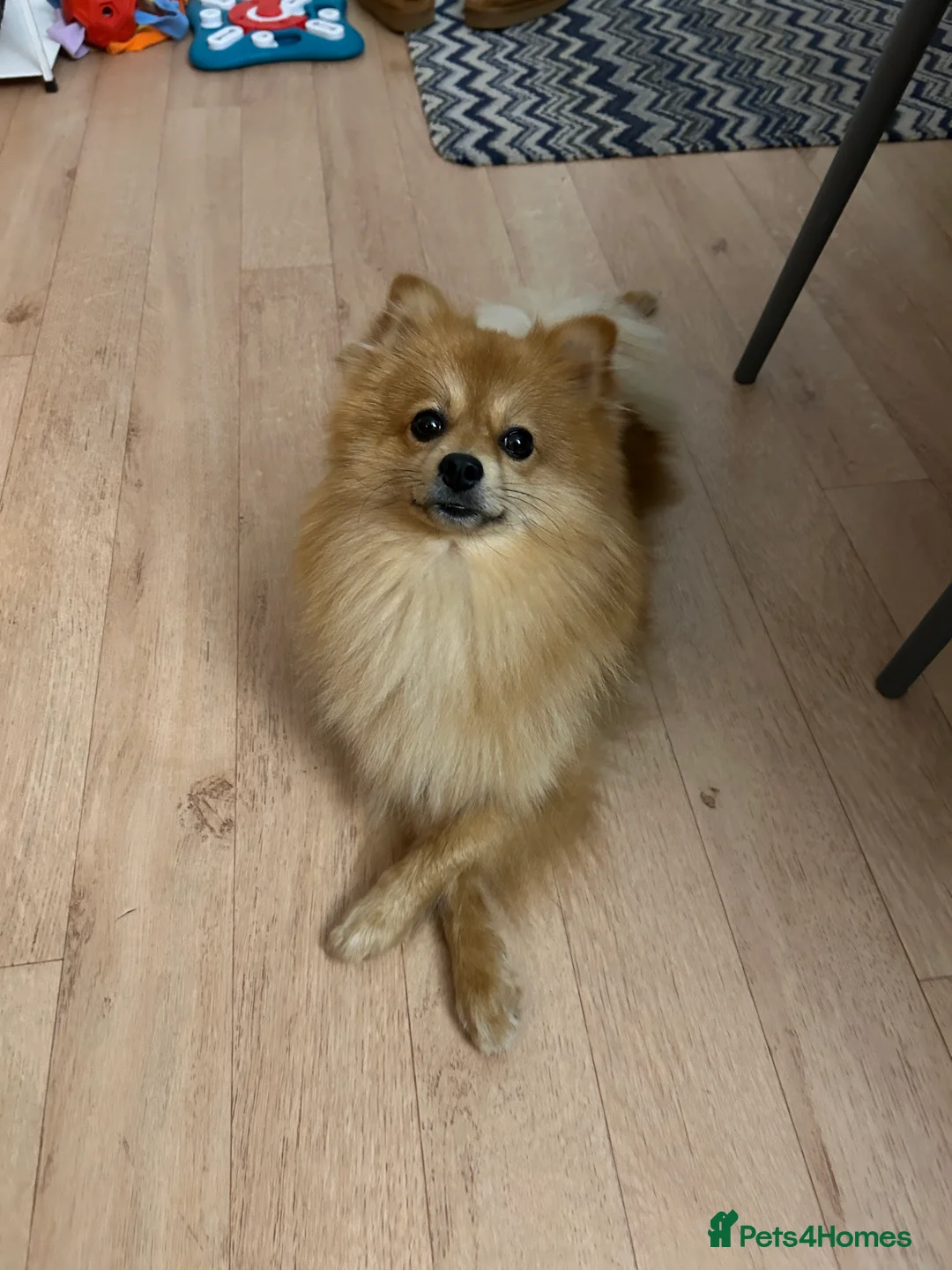 German Spitz dogs for stud: German Spitz Klein - Stud - Advert 2