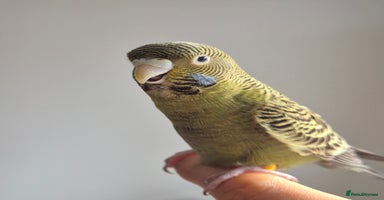 Budgerigars birds Tamed cock English Exhibition  - Advert 2