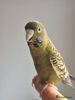 Budgerigars birds Tamed cock English Exhibition - Advert 2