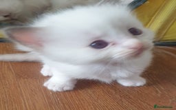 Ragdoll cats for sale: GCCF Chocolate Point with White Bi-color kittensur - Image 10