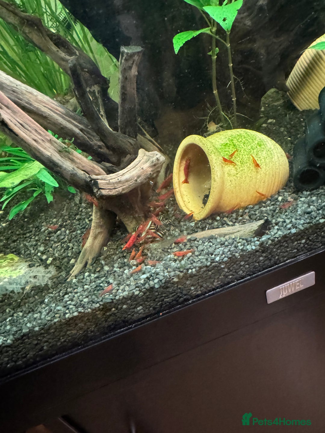 Shrimps fish for sale: Cherry shrimp - Advert 1