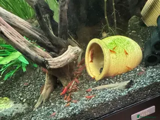 Shrimps fish Cherry shrimp - Advert 13