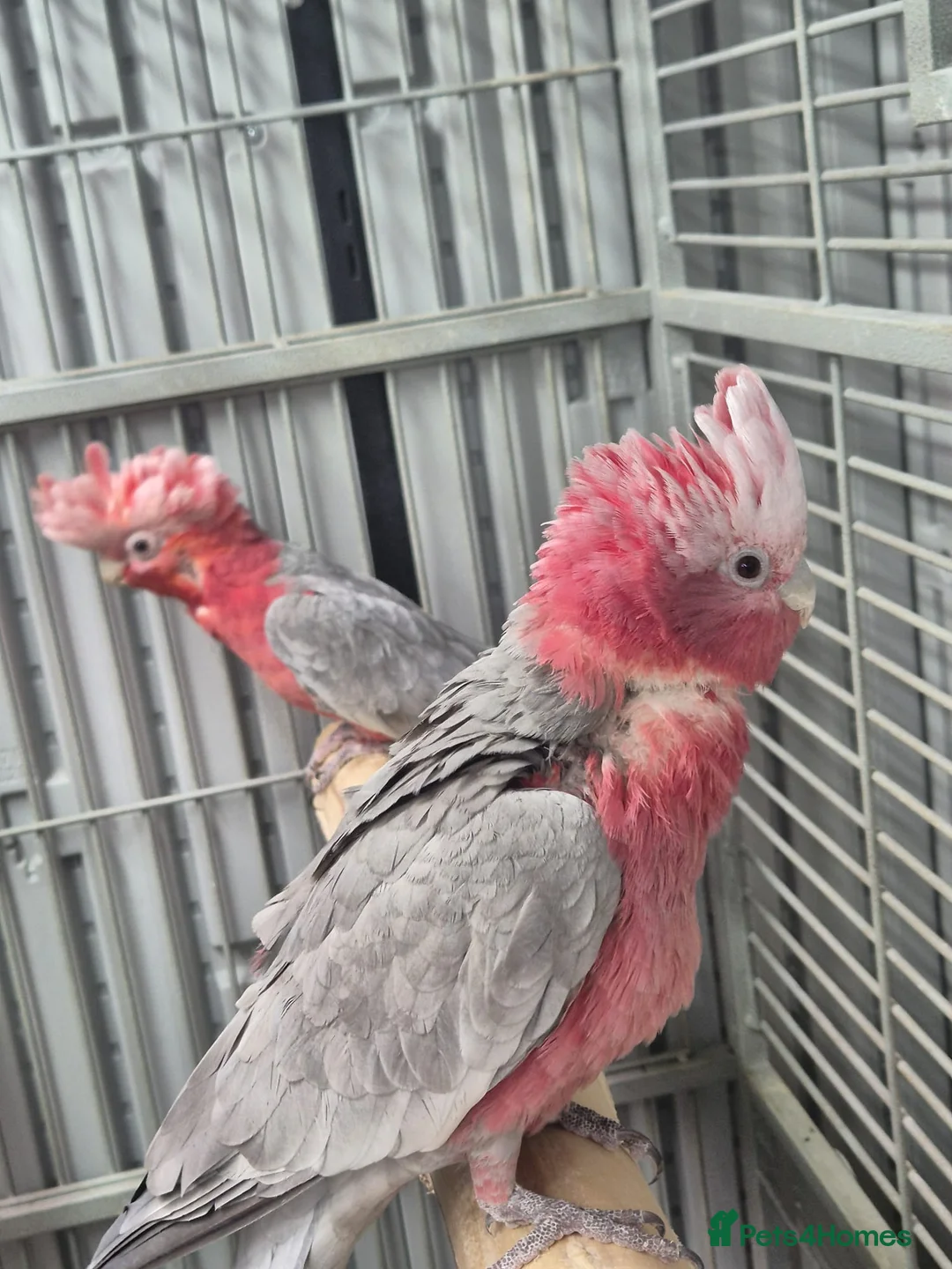 Cockatoo birds for sale: Pair of galahs - Advert 2