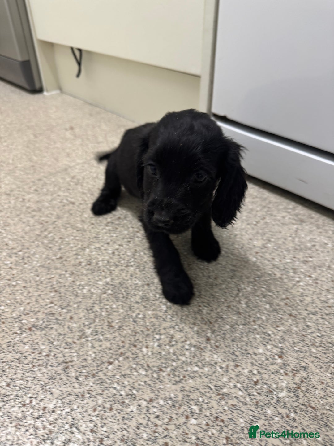 Cocker Spaniel dogs for sale: Show type cocker spaniel puppies  - Image 14
