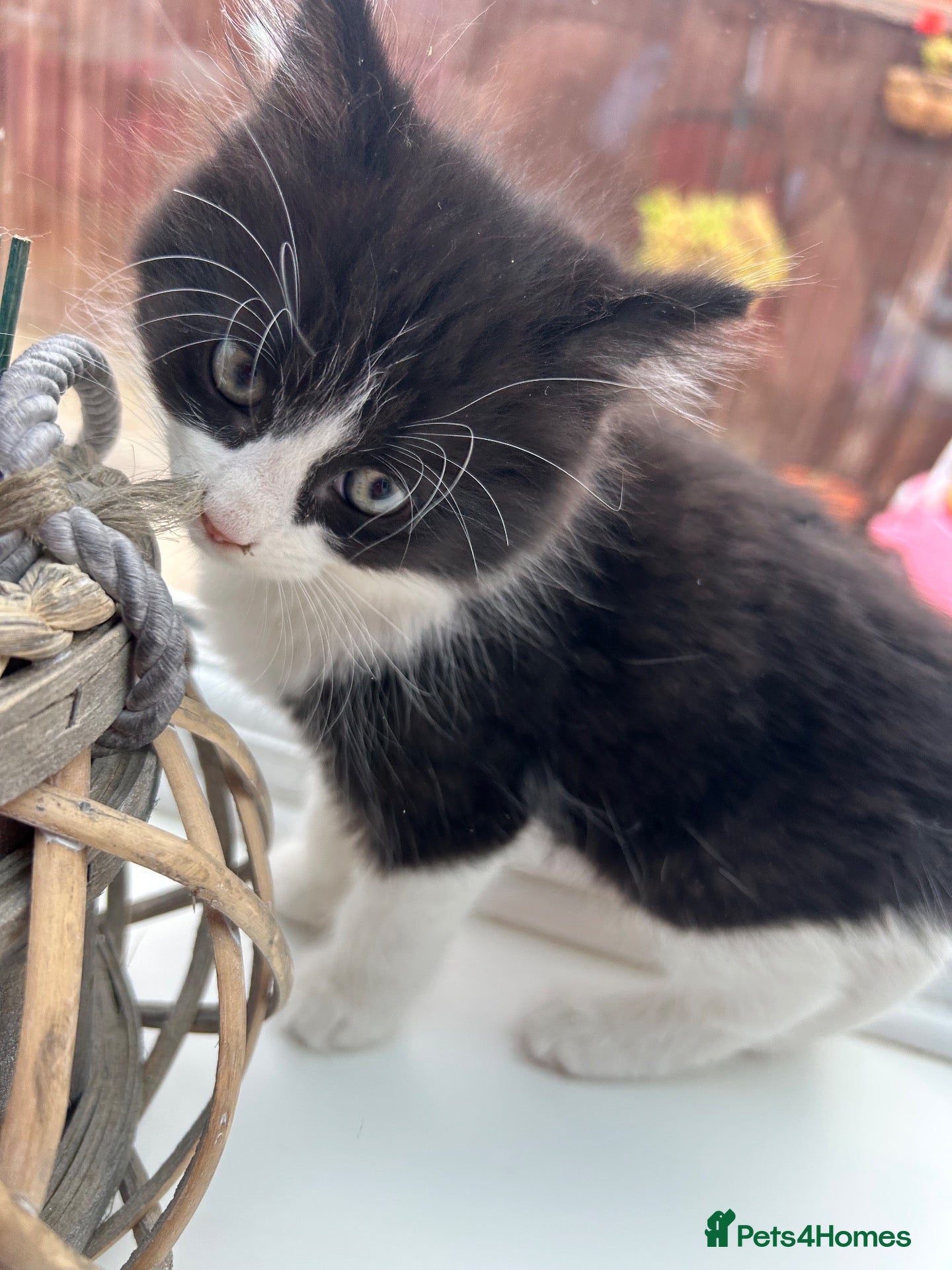 Mixed Breed cats ♥️ Kittens are looking for a new home♥️ - Advert 10