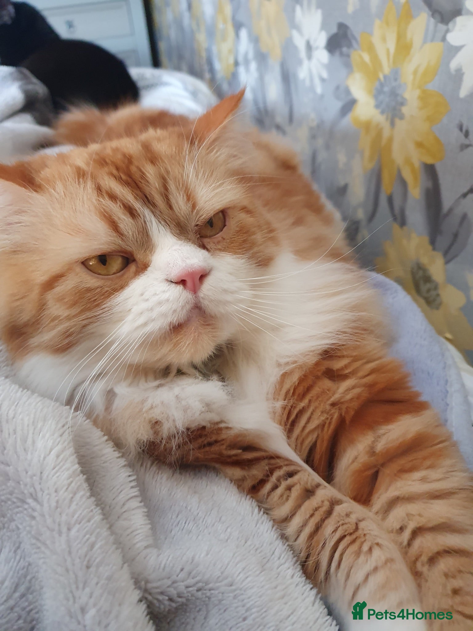 Persian cats Persian cat 3 years old  - Advert 10