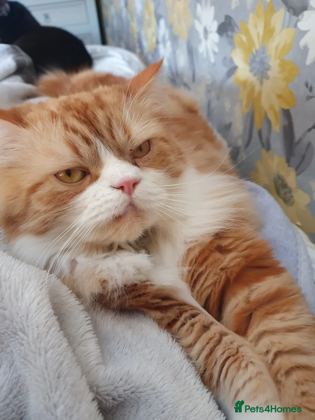 Persian cats for sale: Persian cat 3 years old  - Advert 1