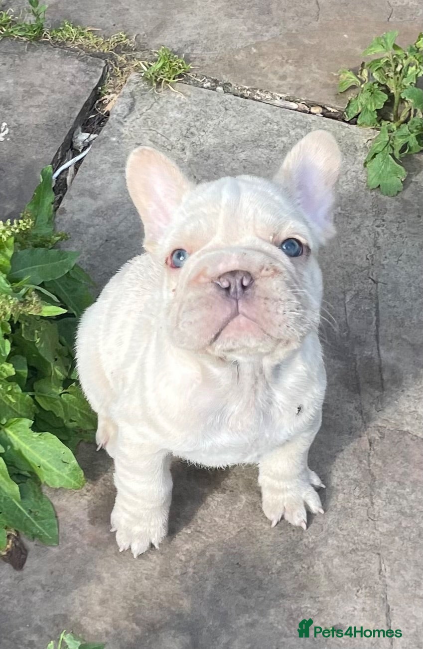 French Bulldog dogs KC QUALITY HEALTH TESTED FRENCH BULLDOG PUPPIES  - Advert 1