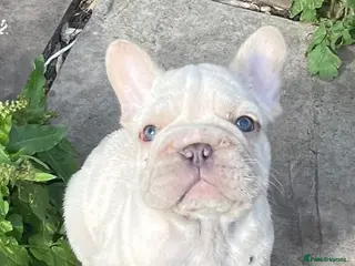 French Bulldog dogs KC QUALITY HEALTH TESTED FRENCH BULLDOG PUPPIES - Advert 1