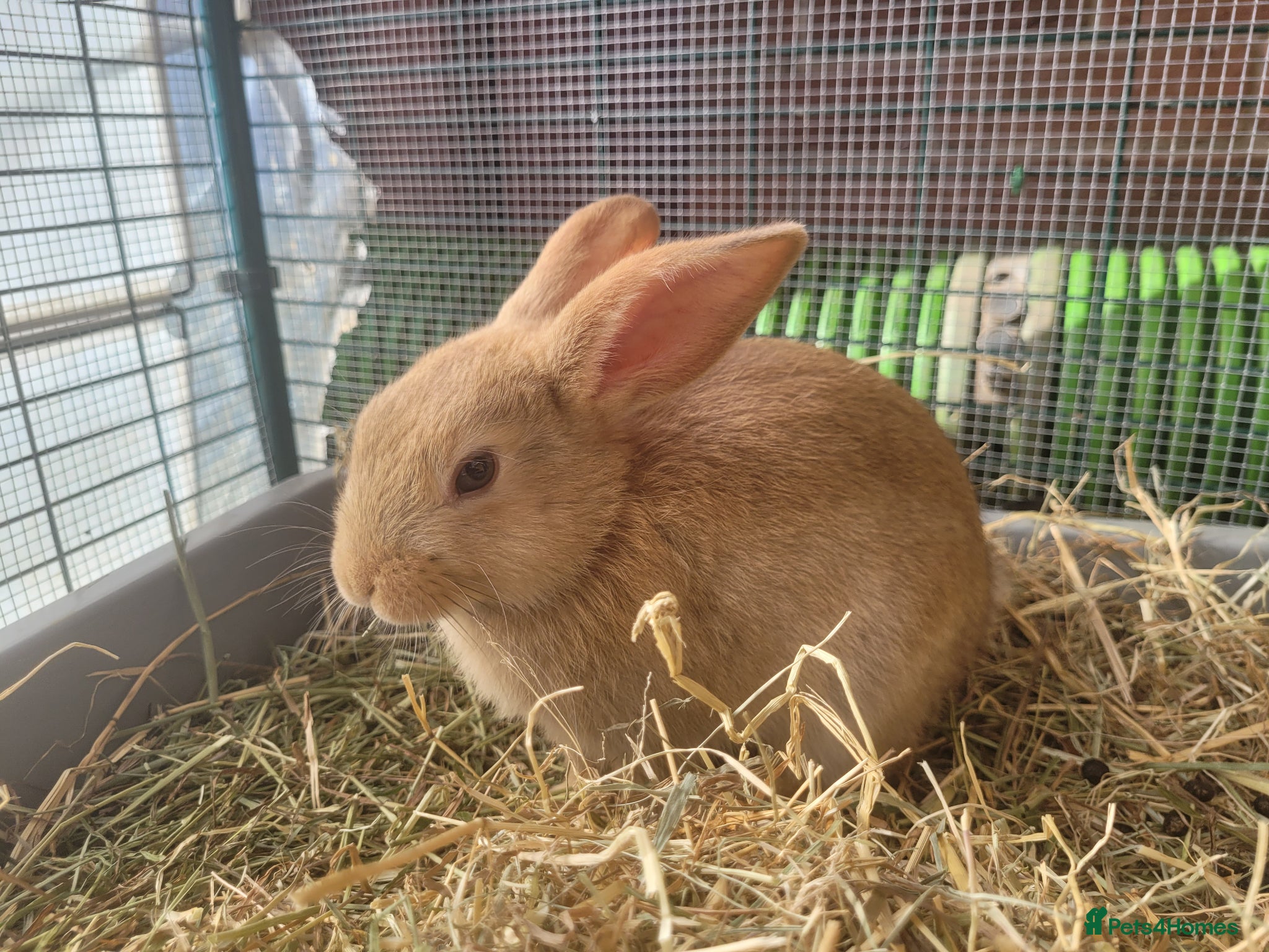 Mini Lop rabbits for sale: Adorable Mini Lop Mix Rabbits - READY JUNE 11TH - Advert 3