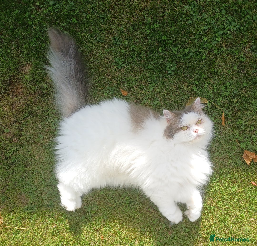 Scottish Fold cats for sale: Suzzie - Image 2