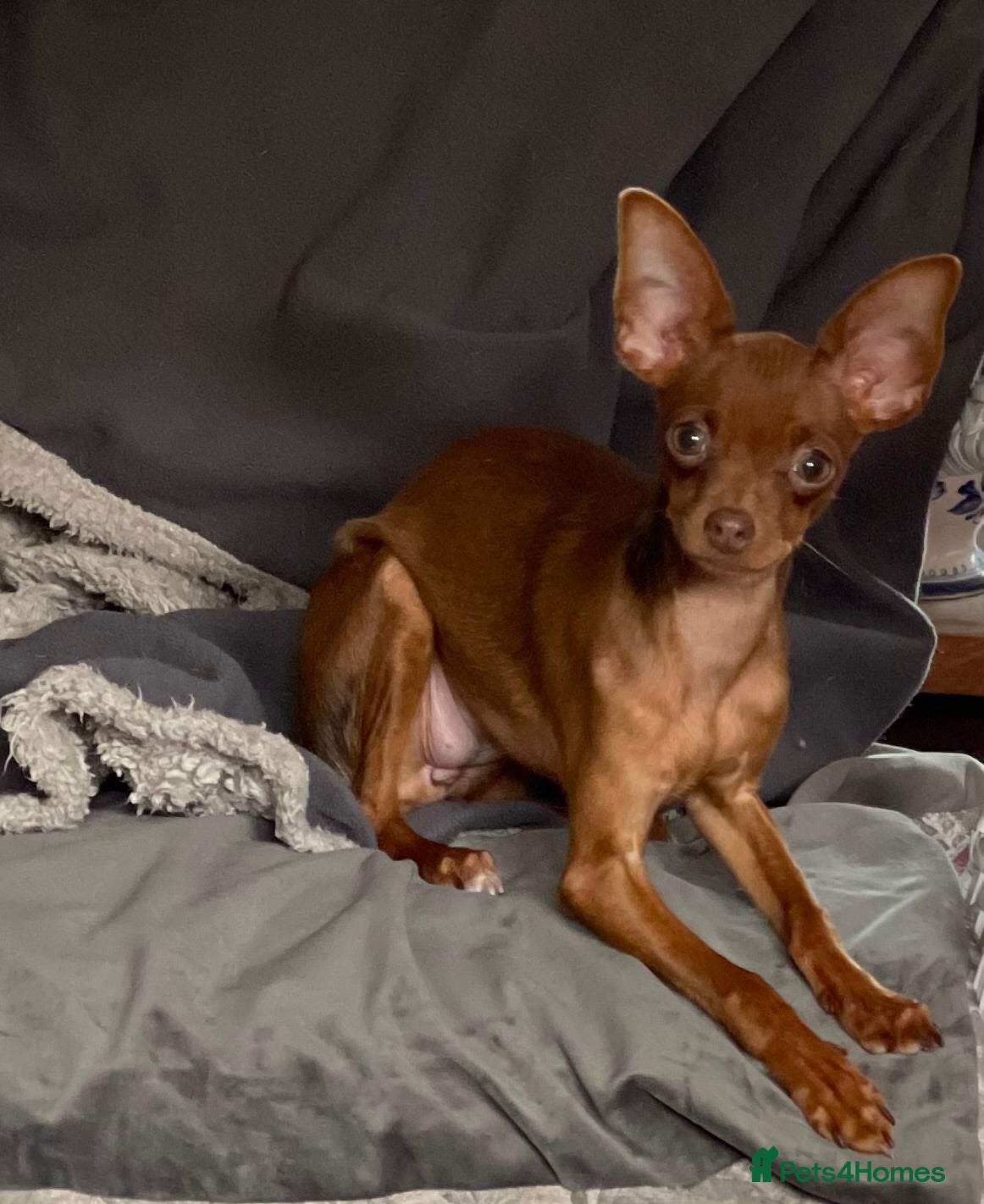 Russian Toy Terrier dogs Cutest little friend for life  - Advert 3