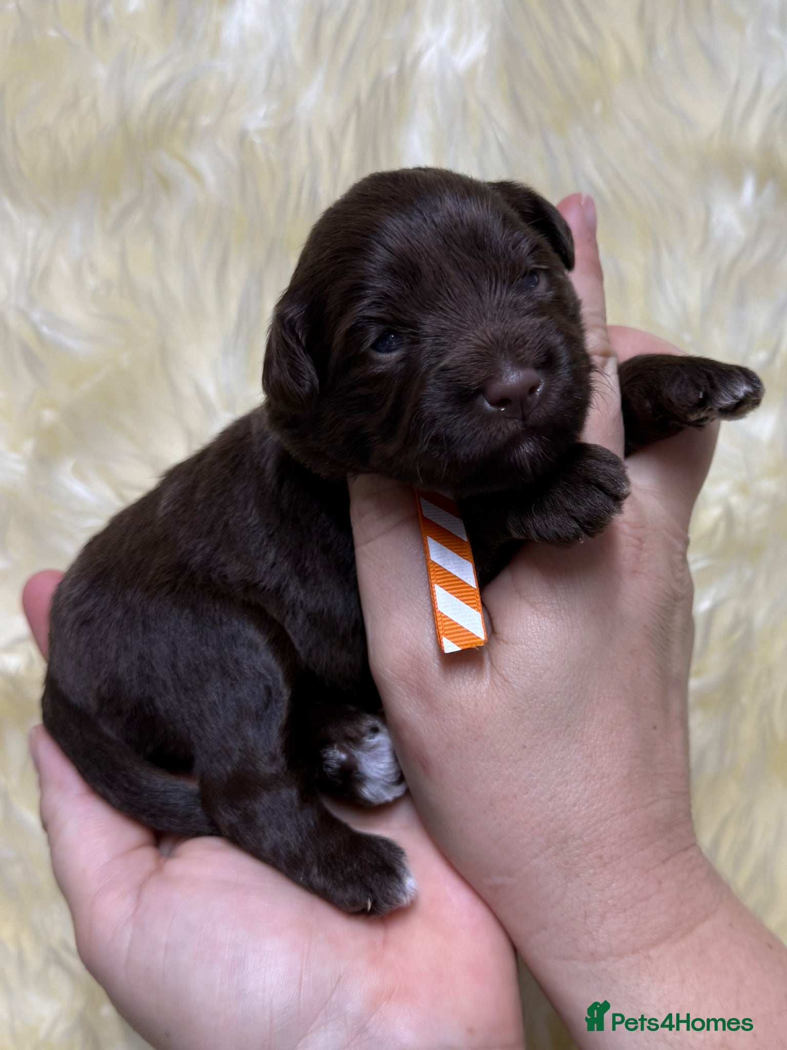 Miniature Schnauzer dogs KC reg Miniature Schnauzer - Advert 16