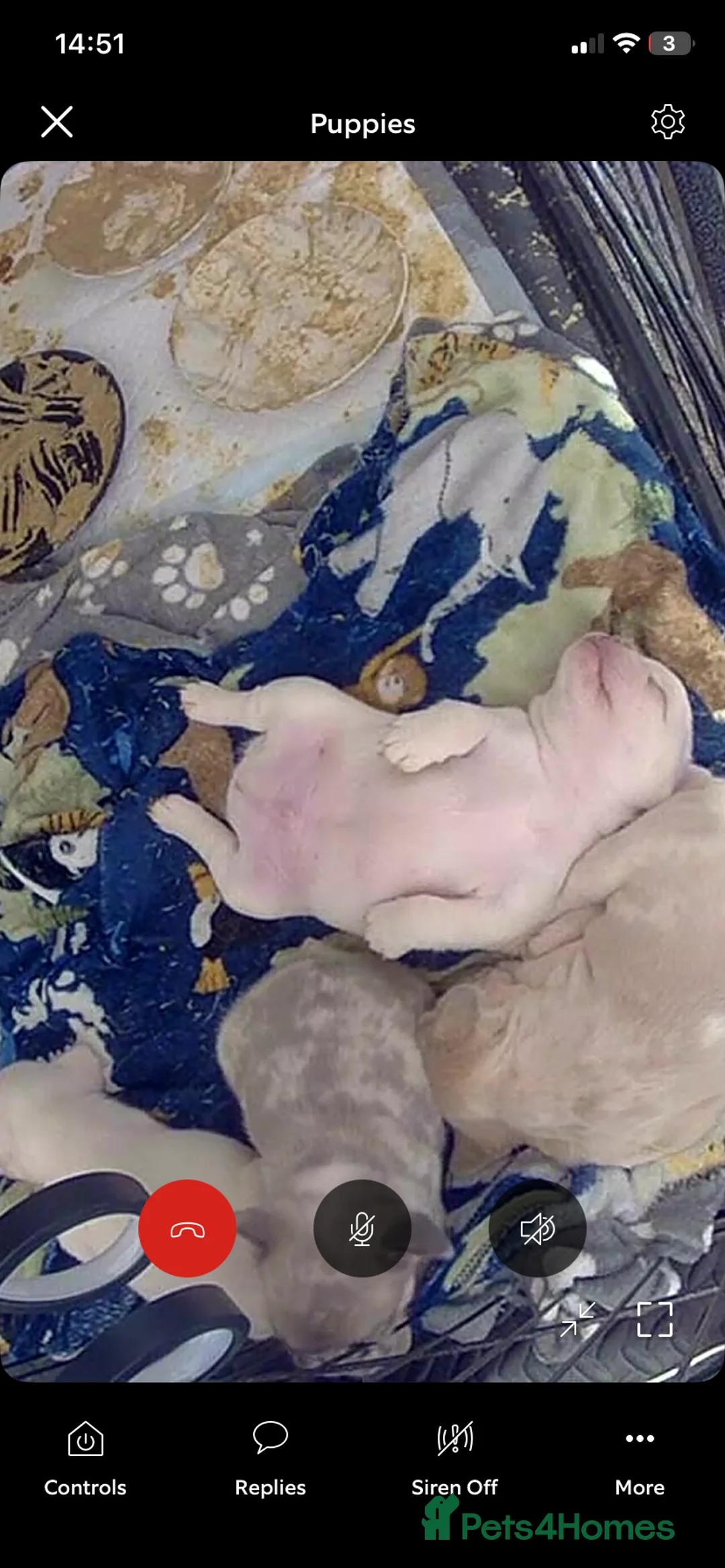 French Bulldog dogs for sale: 🐾 DWKC Registered French Bulldog Puppies  - Advert 7