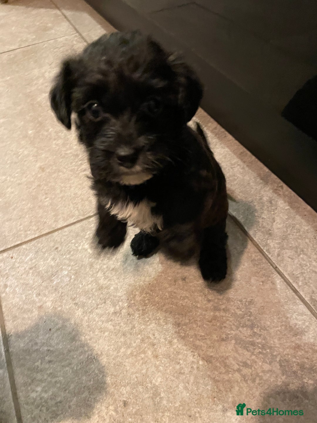 Toy Poodle dogs for stud: Beautiful, proven toy poodle for stud - Advert 17