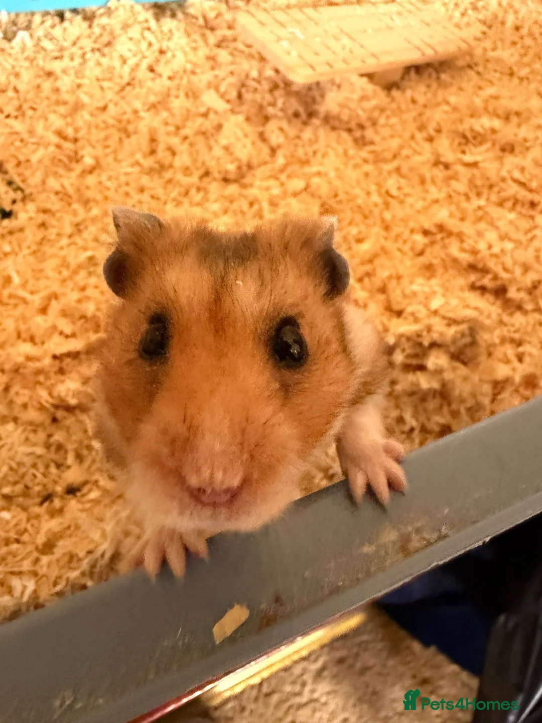 Hamster rodents for sale: Syrian Hamster with Large Cage and Toys - Advert 2