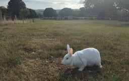 New Zealand rabbits for sale: 🐰 New Zealand White Rabbits – Friendly, Healthy🐰 - Image 22