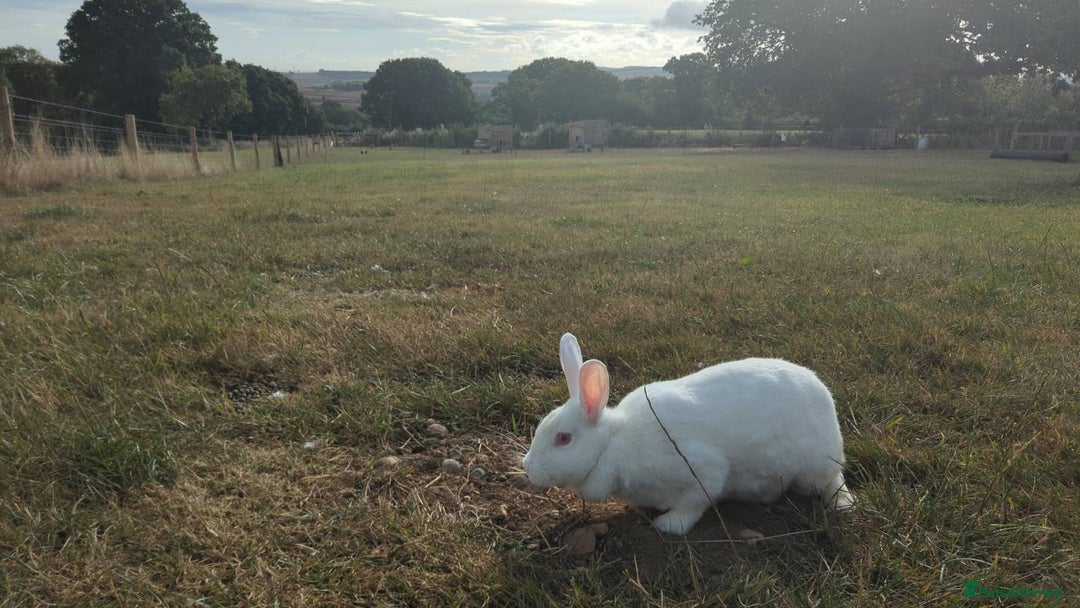 New Zealand rabbits for sale: 🐰 New Zealand White Rabbits – Friendly, Healthy🐰 - Image 22