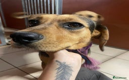 Mixed Breed dogs for adoption: Meet Coral, currently residing in Cheshire  - Image 6