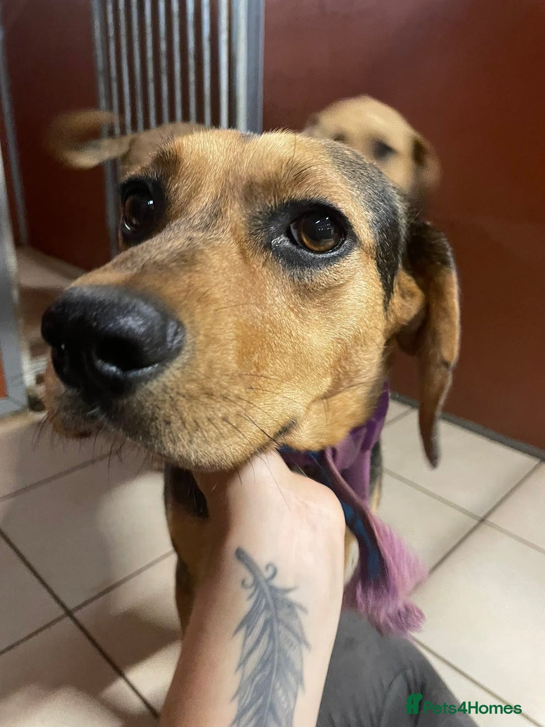 Mixed Breed dogs for adoption: Meet Coral, currently residing in Cheshire  - Image 6