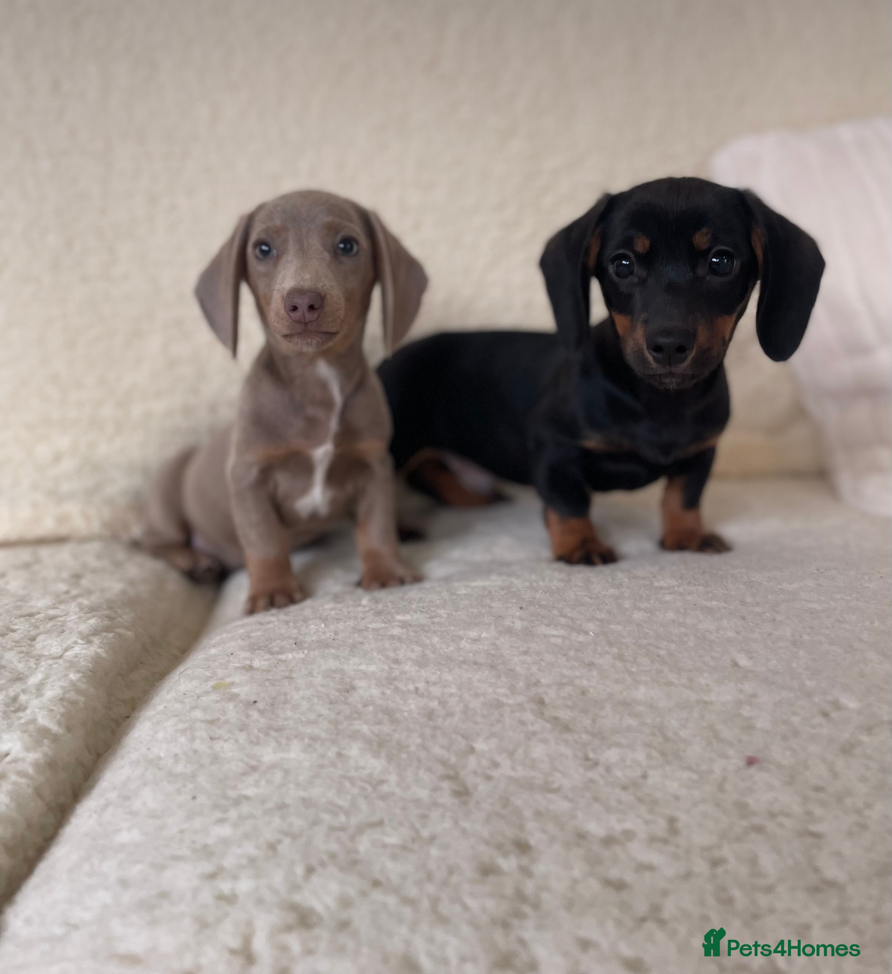 Dachshund dogs 💙💙💙Beautiful Dachunds ready now 💙💙💙💙 - Advert 4