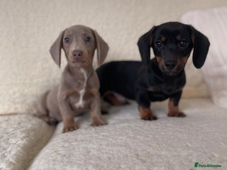 Dachshund dogs 💙💙💙Beautiful Dachunds ready now 💙💙💙💙 - Advert 4