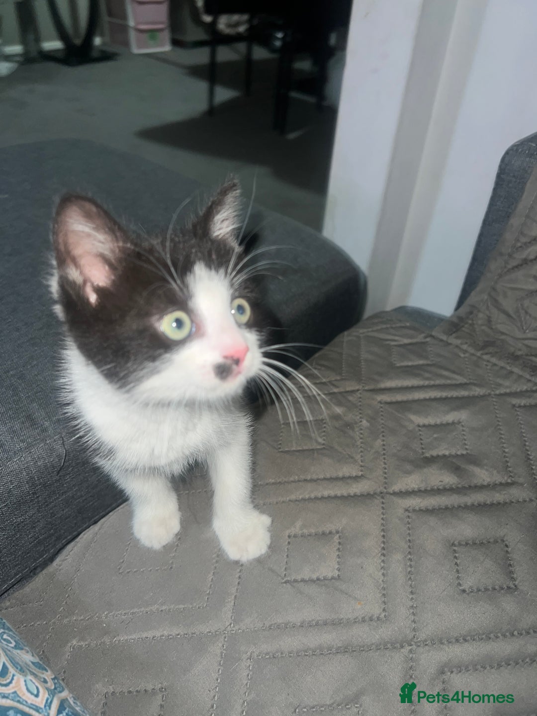 British Shorthair cats for sale: 11 Week Old Male Kitten Black & White Shorthair - Advert 20