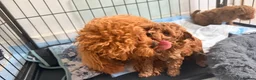 Toy Poodle dogs for sale: Asian Toy Poodle  - Advert 3