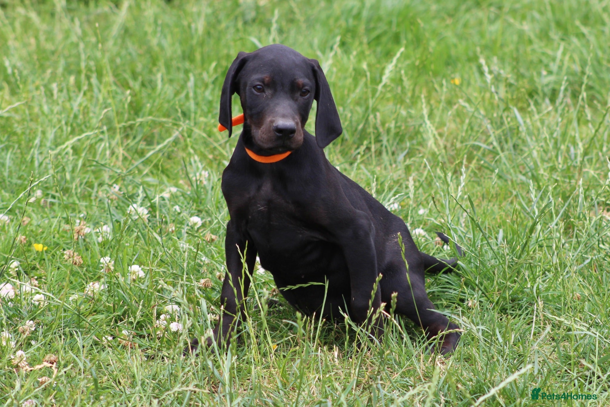 Mixed Breed dogs STUNNING VISZLSMANS - Advert 2