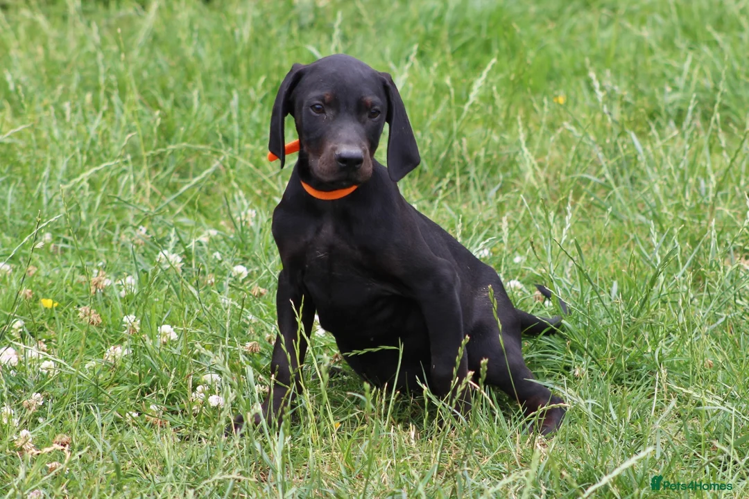Mixed Breed dogs for sale: STUNNING VISZLSMANS - Advert 2